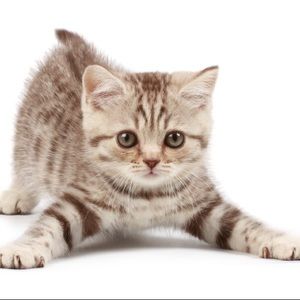 Meet your Posher, Athena